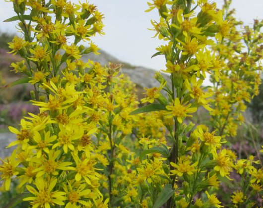 Echte Guldenroede (Solidago virgaurea). Foto: Frank Forster, Wikimedia Commons